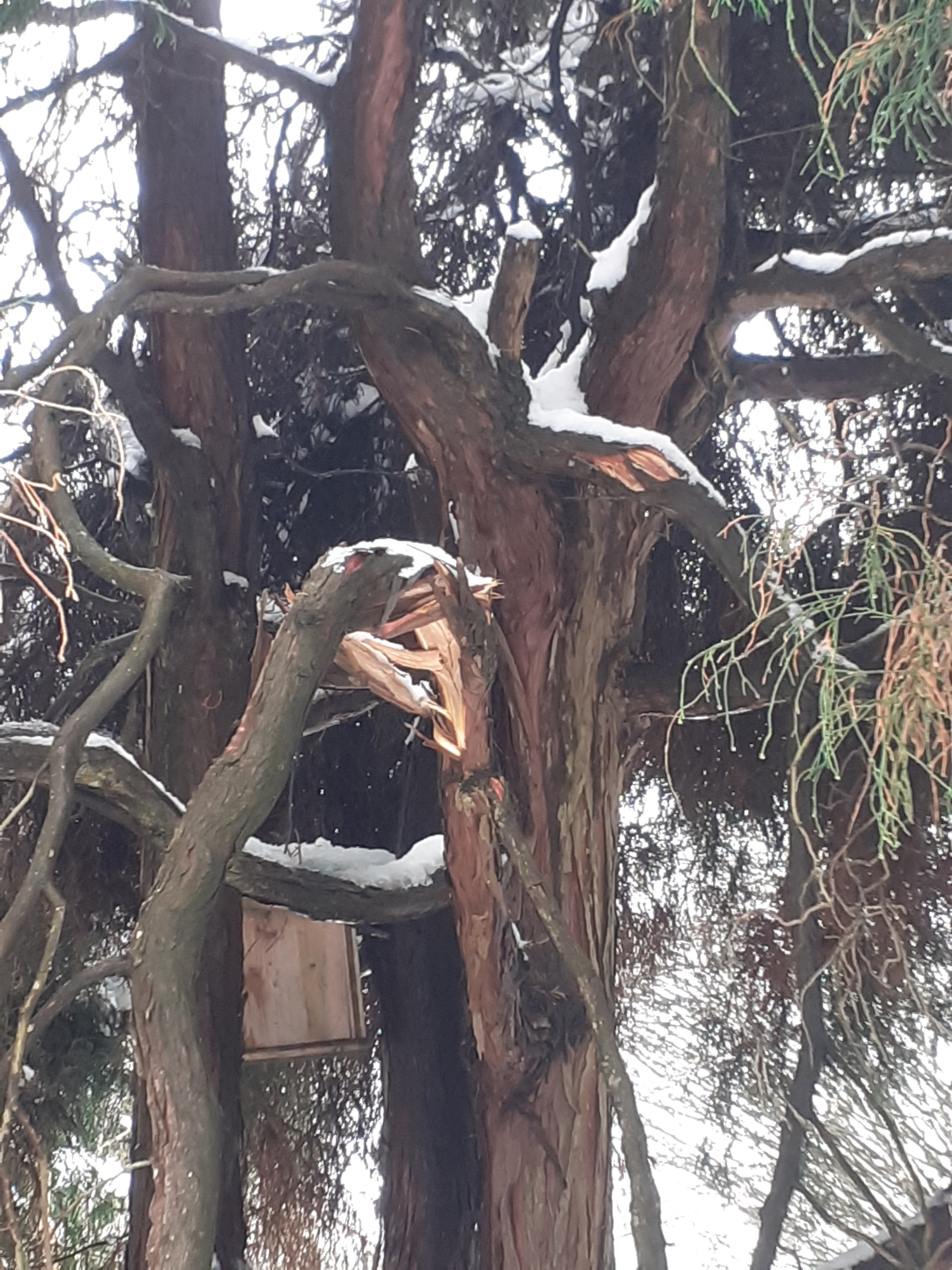Schneeschäden im Garten nach starkem Nassschnee