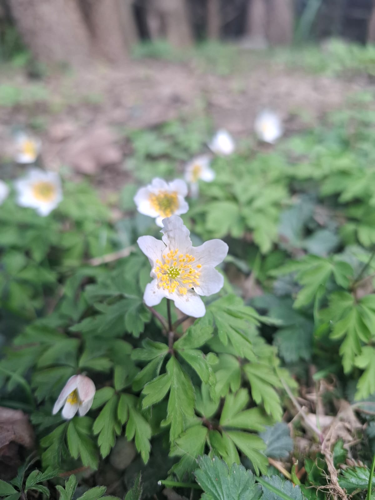 Zartes Buschwindröschen bewegt sich im Frühlingswind unter Bäumen, Symbol für Frühling und Merkurs Lebendigkeit