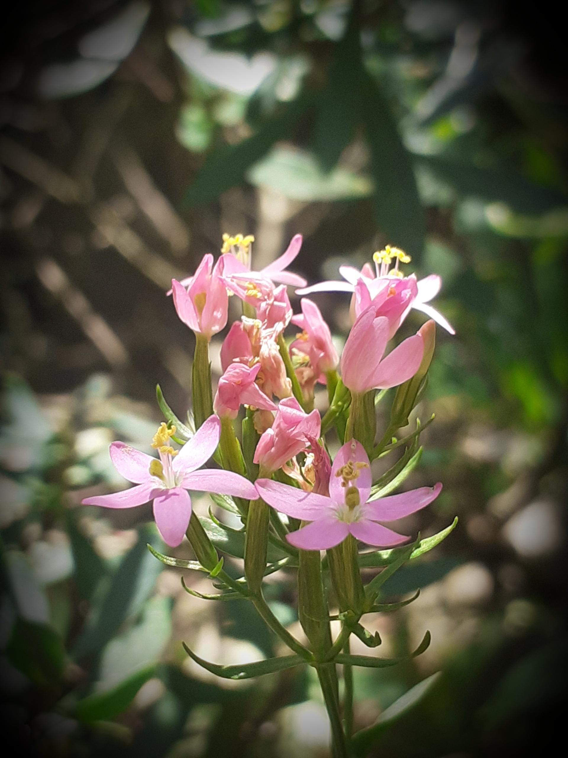 Echtes Tausendgüldenkraut mit rosafarbenen Blüten
