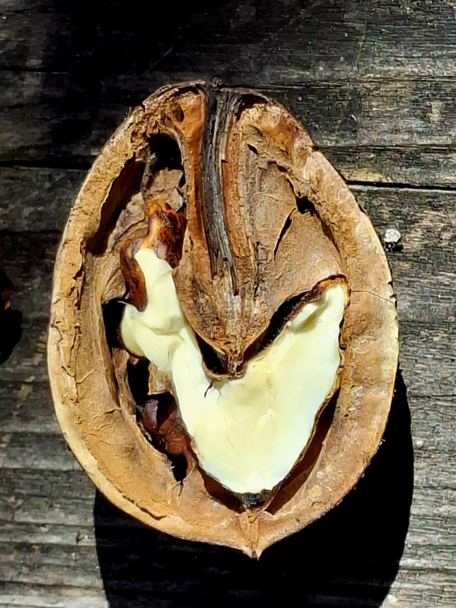 Geöffnete Walnuss