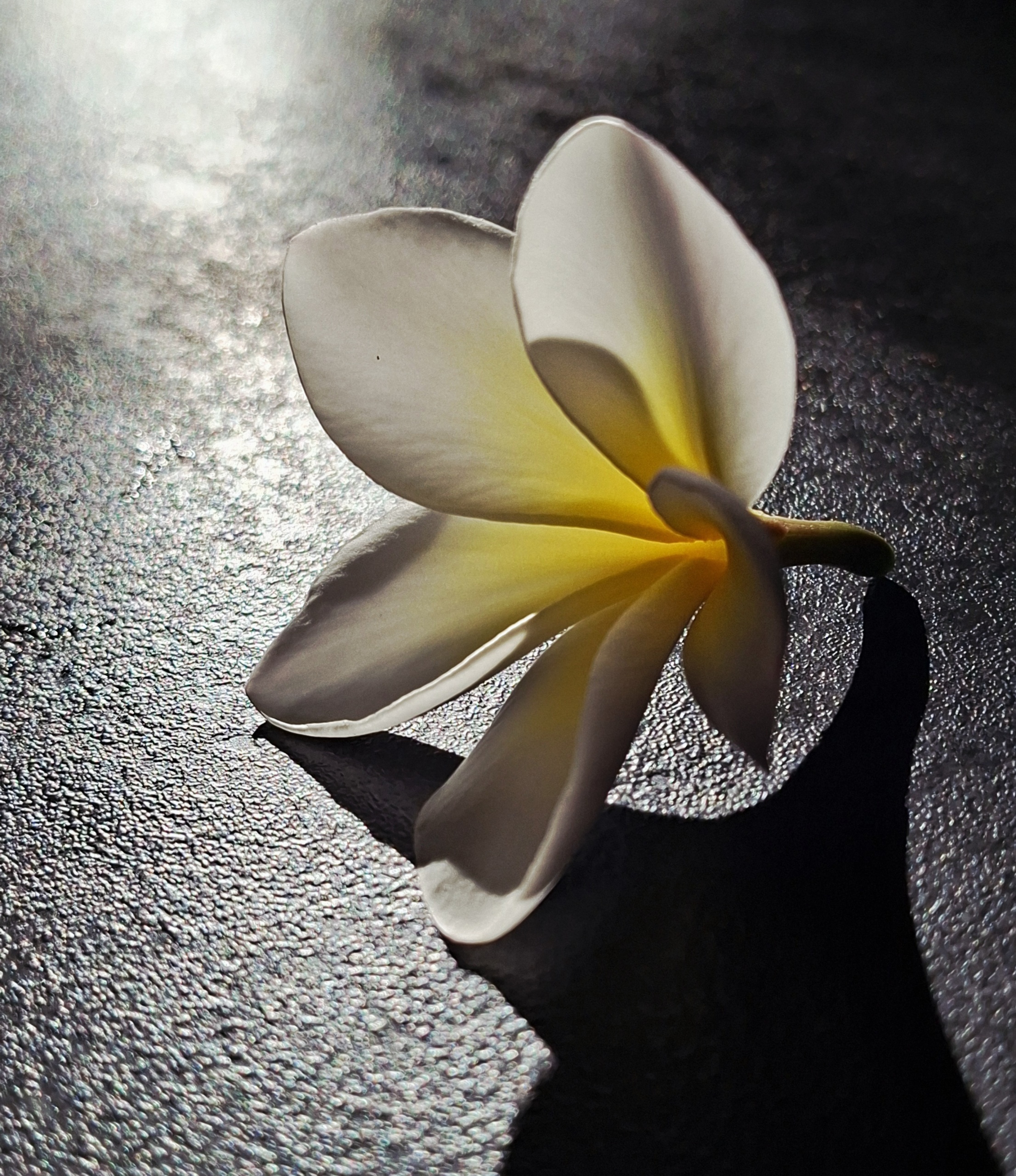 Frangipani Blüte-Tempelbaum