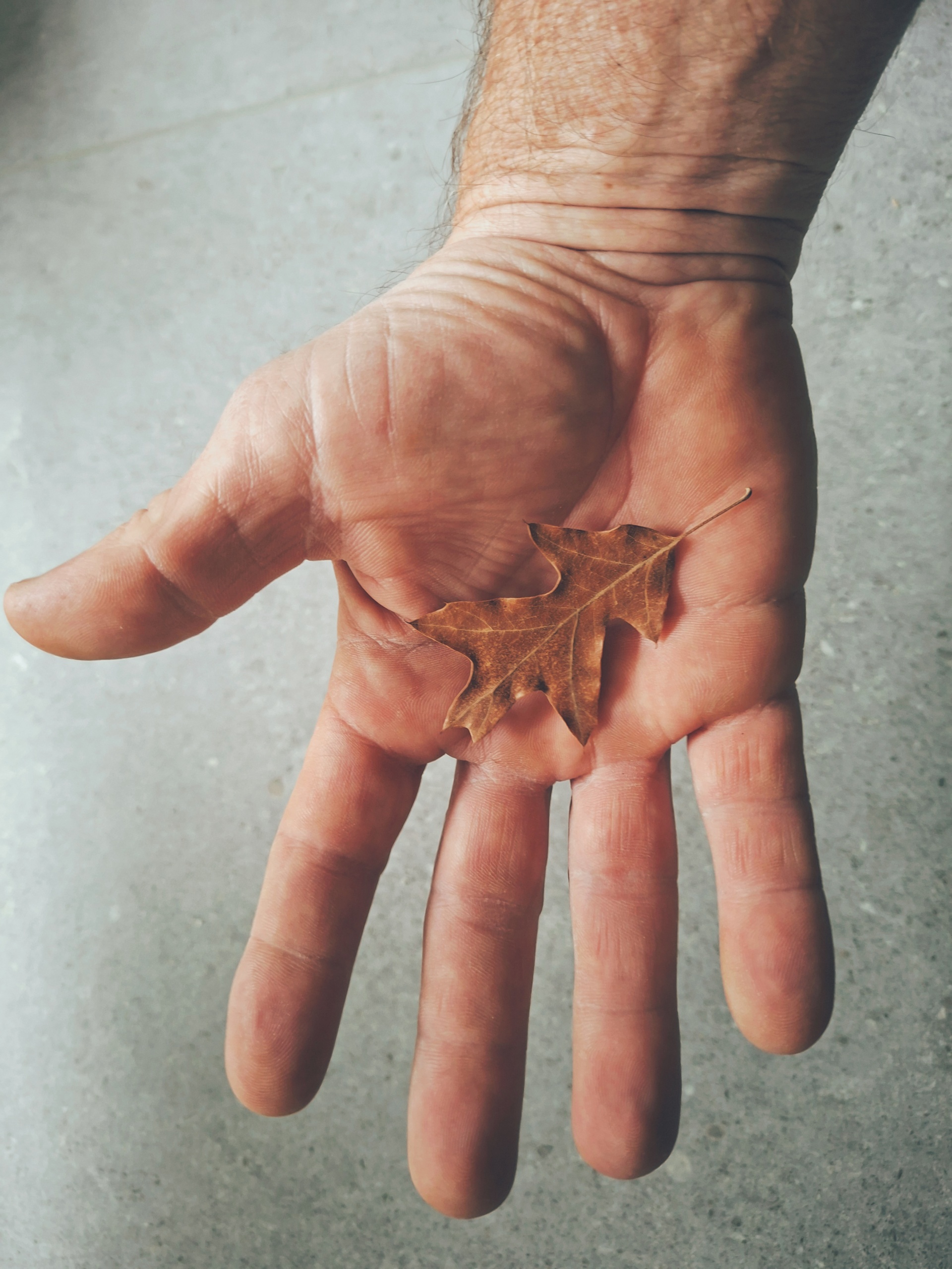 Hand hält ein einzigartiges Eichenblatt mit seiner individuellen Form und Struktur.